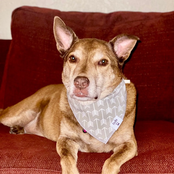 The Archer Dog Bandana - Picture 2 of 3